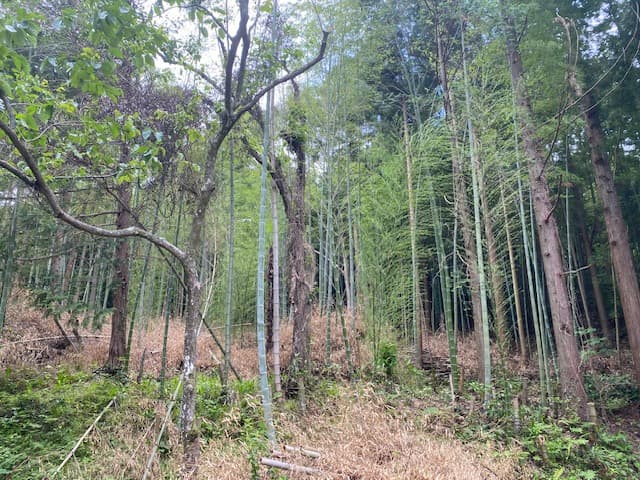 山陰の青々とした竹林。IZUTANの原料となる未利用バイオマスが眠る里山の風景。